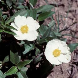 Ciste à feuilles de laurier / Cistus laurifolius